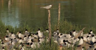 Yumurta kuluçka döneminde, Akdeniz martı (Ichthyaetus melanocephalus) sürüsünün üzerine tünemiş küçük deniz feneri, Fransa 'nın Camargue şehrinde