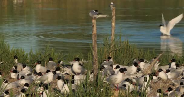在法国坎德威尔市的蛋孵化期 小燕鸥栖息在一群地中海海鸥 黑眼海鸥 的身上 — 图库视频影像