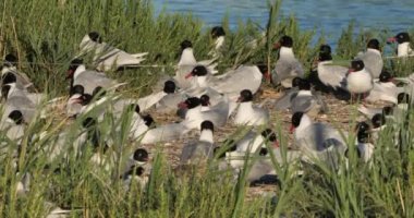 Bir Akdeniz martı sürüsü (Ichthyaetus melanocephalus), yumurta kuluçka döneminde, Camargue, Fransa