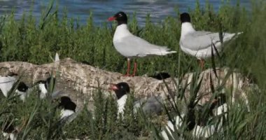 Bir Akdeniz martı sürüsü (Ichthyaetus melanocephalus), yumurta kuluçka döneminde, Camargue, Fransa
