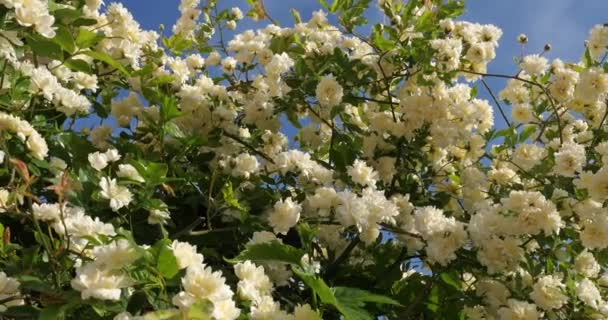 Blooming Bank Roses Blue Sky — Stock Video