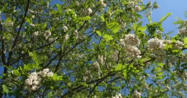 Robinia psödoacia, sahte akasya olarak bilinir. Bahar mevsiminde çiçek açar.