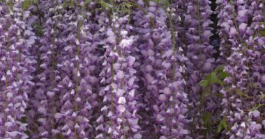 Fransa 'da bahar mevsiminde salkım çiçekleri