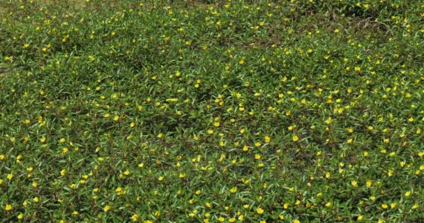 Ludwigia Primrose Willow Water Purslane Water Primrose Camargue France — Stock Video