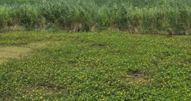 Ludwigia (çuha çiçeği söğüdü, su yolu, ya da su çiçeği) Fransa 'nın Camargue şehrinde