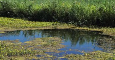 Ludwigia (çuha çiçeği söğüdü, su yolu, ya da su çiçeği) Fransa 'nın Camargue şehrinde