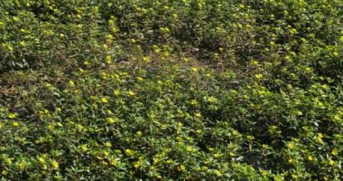 Ludwigia (çuha çiçeği söğüdü, su yolu, ya da su çiçeği) Fransa 'nın Camargue şehrinde