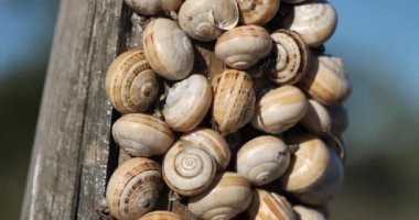 Theba pisana, diğer adıyla, beyaz bahçe salyangozu, kum tepesi salyangozu, beyaz İtalyan salyangozu, Akdeniz kıyı salyangozu, Akdeniz salyangozu.