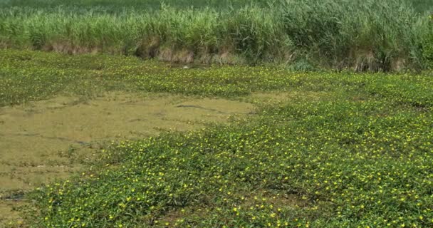 Ludwigia Oerwilg Waterpostelein Waterpostelein Camargue Frankrijk — Stockvideo