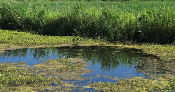 Ludwigia Wierzba Pierwotna Wodospady Lub Wodospady Camargue Francja — Wideo stockowe