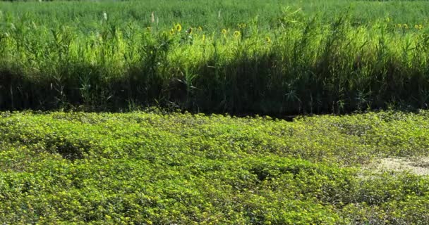 Ludwigia Primrose Willow Water Purslane Water Primrose Camargue Prancis — Stok Video