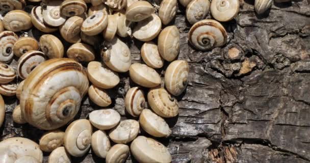 ซานา Theba Pisana อหน หอยทากสวนส ขาว หอยทากภ เขาทราย หอยทากอ ตาล — วีดีโอสต็อก