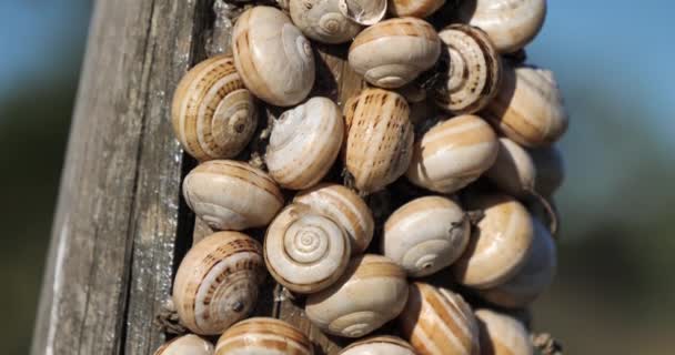 Theba Pisana Also Named White Garden Snail Sand Hill Snail — 图库视频影像