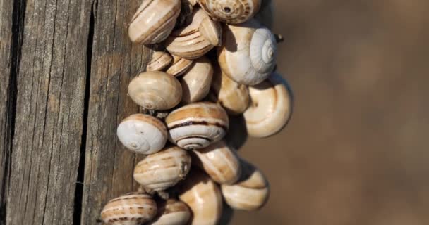 Theba Pisana Also Named White Garden Snail Sand Hill Snail — 图库视频影像