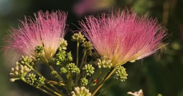 Albizia Julibrissin Ονομάζεται Επίσης Περσικό Μεταξωτό Δέντρο Ροζ Μεταξωτό Δέντρο — Αρχείο Βίντεο