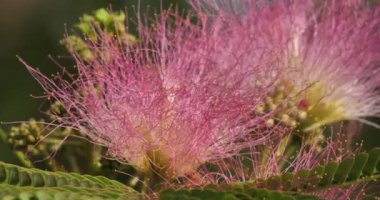 Albizia julibrissin de İran ipek ağacı ya da pembe ipek ağacı olarak adlandırılır..