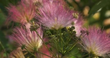 Albizia julibrissin de İran ipek ağacı ya da pembe ipek ağacı olarak adlandırılır..
