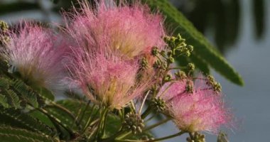 Albizia julibrissin de İran ipek ağacı ya da pembe ipek ağacı olarak adlandırılır..