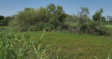 Ludwigia (çuha çiçeği söğüdü, su yolu, ya da su çiçeği) Fransa 'nın Camargue şehrinde