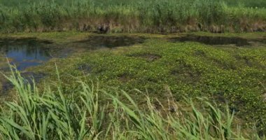 Ludwigia (çuha çiçeği söğüdü, su yolu, ya da su çiçeği) Fransa 'nın Camargue şehrinde