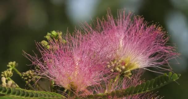 Albizia Julibrissin Называют Персидский Шелк Розовое Шелковое Дерево — стоковое видео