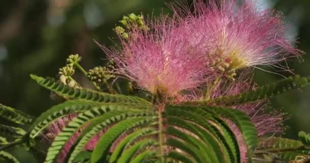 Albizia Julibrissin Ονομάζεται Επίσης Περσικό Μεταξωτό Δέντρο Ροζ Μεταξωτό Δέντρο — Αρχείο Βίντεο