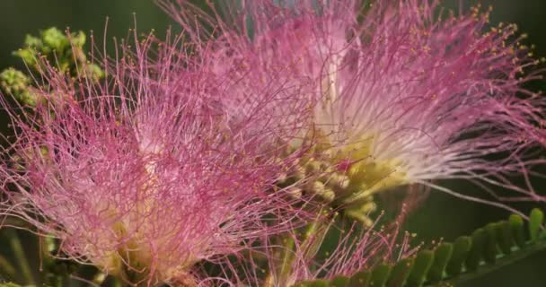 ペルシア語で 絹の木 ピンクの絹の木 とも呼ばれる — ストック動画