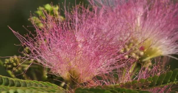 Albizia Julibrissin也被命名为波斯丝绸树或粉红丝绸树 — 图库视频影像