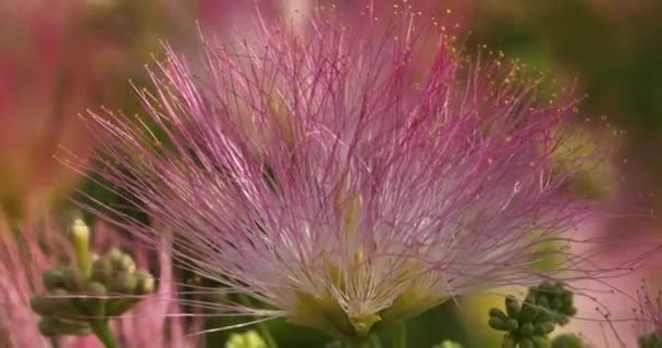Albizia Julibrissin也被命名为波斯丝绸树或粉红丝绸树 — 图库视频影像