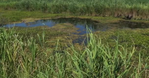 Ludwigia Primrose Willow Water Purslane Water Primrose Camargue Prancis — Stok Video