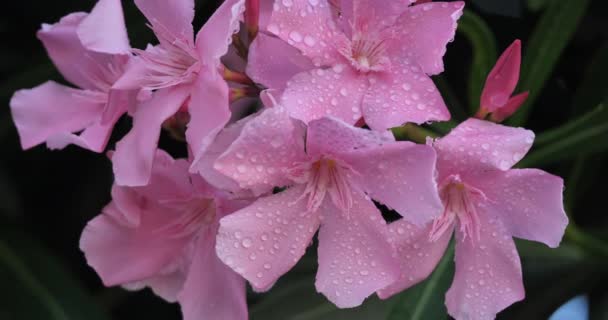 Nerium Oleander Nejčastěji Známý Jako Oleander Nebo Nerium — Stock video