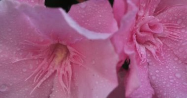 Neryum zakkum, en çok zakkum ya da neryum olarak bilinir..