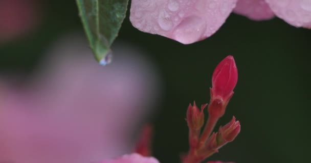 Nerium Oleander Nejčastěji Známý Jako Oleander Nebo Nerium — Stock video