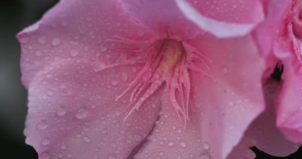 Nerium Oleander Más Comúnmente Conocido Como Oleandro Nerium — Vídeos de Stock
