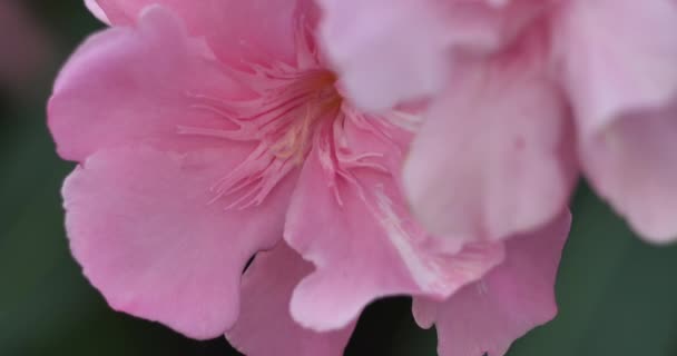 Nerium Oleander Najczęściej Znany Jako Oleander Lub Nerium — Wideo stockowe