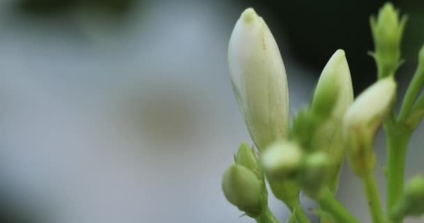Nerium Oleander Más Comúnmente Conocido Como Oleandro Nerium — Vídeo de stock