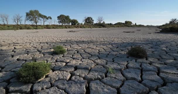 Trockenheit Der Camargue Frankreich — Stockvideo