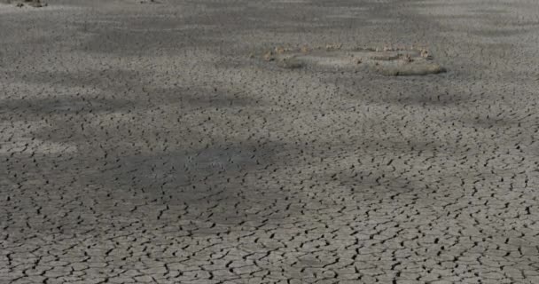 法国Camargue地区的干旱 — 图库视频影像