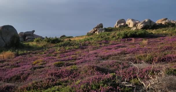 Pink Granite Coast Cotes Armor Department Brittany France — Stock Video