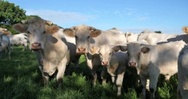 Charolais sığırları. Charolais, Fransa 'nın en kalabalık ikinci sığır türüdür..