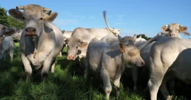Charolais sığırları. Charolais, Fransa 'nın en kalabalık ikinci sığır türüdür..