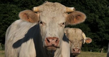 Charolais sığırları. Charolais, Fransa 'nın en kalabalık ikinci sığır türüdür..
