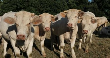 Charolais sığırları. Charolais, Fransa 'nın en kalabalık ikinci sığır türüdür..