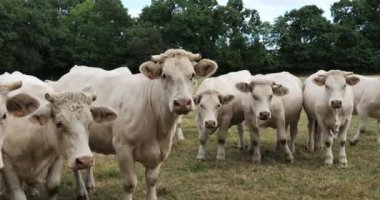 Charolais sığırları. Charolais, Fransa 'nın en kalabalık ikinci sığır türüdür..