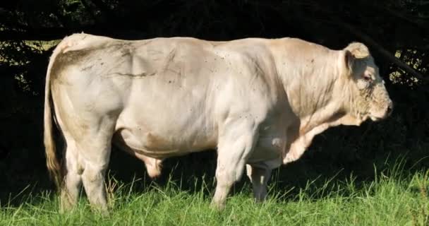 Charolais Vee Charolais Het Één Meest Talrijke Runderras Frankrijk — Stockvideo