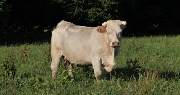 Charolais Sığırları Charolais Fransa Nın Kalabalık Ikinci Sığır Türüdür — Stok video