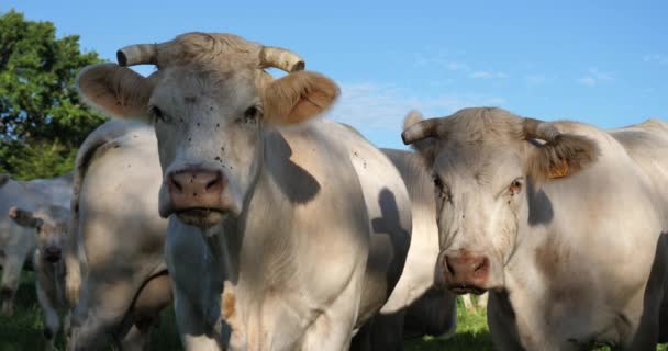 Charolais Sığırları Charolais Fransa Nın Kalabalık Ikinci Sığır Türüdür — Stok video