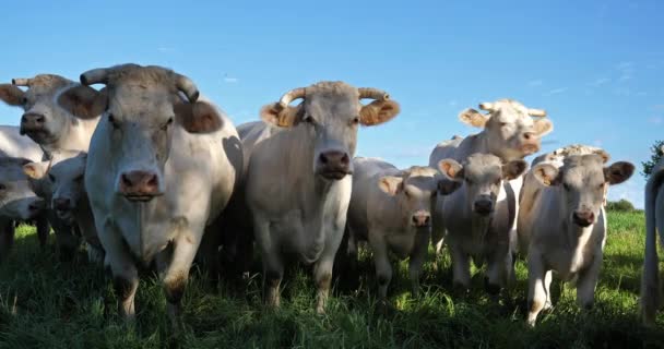 Charolais Cattle Charolais Second Most Numerous Cattle Breed France — Stock Video