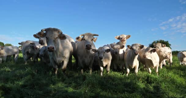 Bovinos Charolais Charolais Segunda Raça Gado Mais Numeroso França — Vídeo de Stock