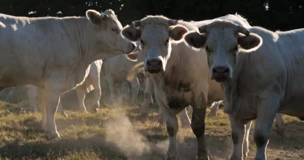 Charolais Rinder Das Charolais Ist Die Zweithäufigste Rinderrasse Frankreichs — Stockvideo